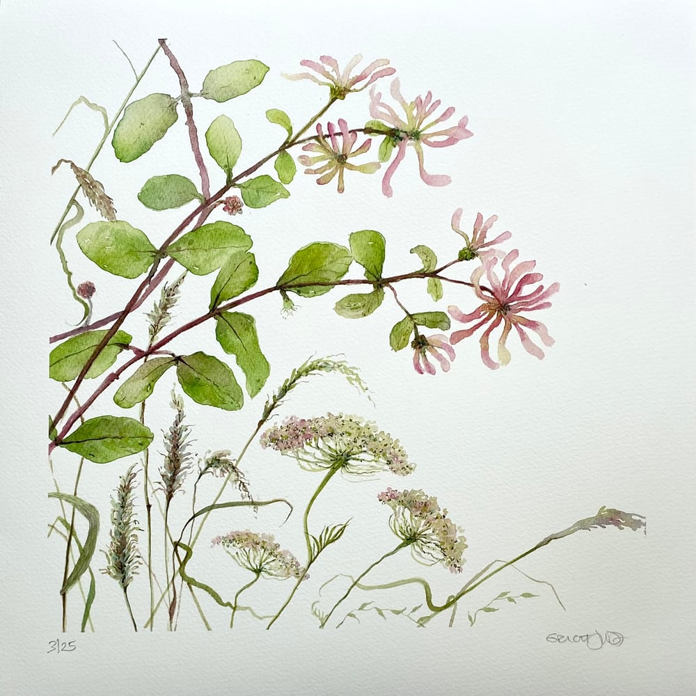 Image of Rambling Honeysuckle and Wid carrot