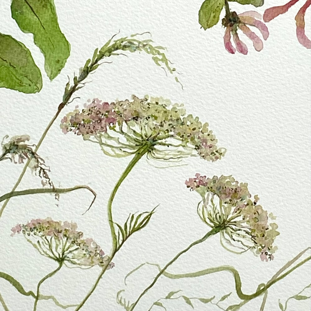 Image of Rambling Honeysuckle and Wid carrot