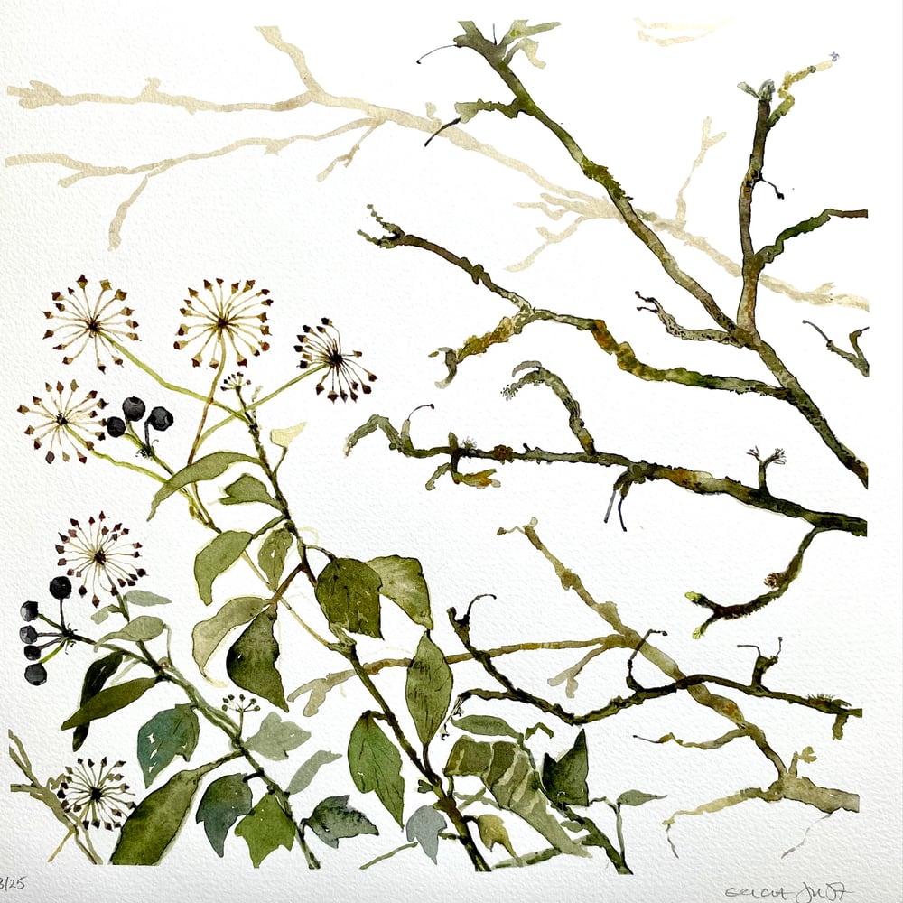 Image of Ivy Berries 
