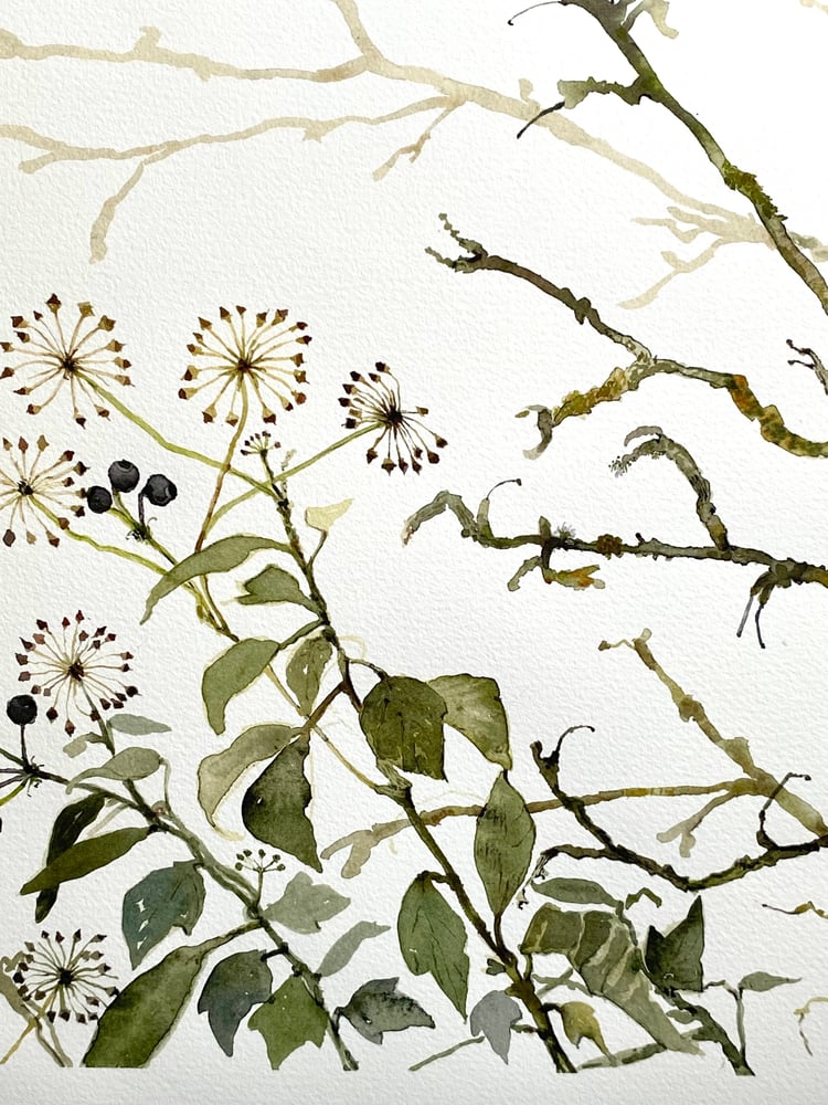 Image of Ivy Berries 