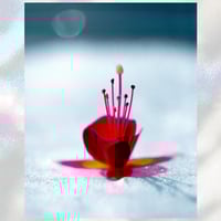 Image 1 of Blood Moon