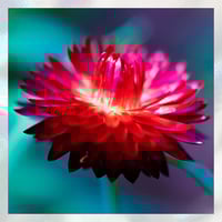 Image 1 of From the Ashes