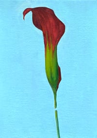 Image 1 of Calla Lily With Blue Background