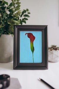 Image 3 of Calla Lily With Blue Background