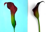 Image 4 of Calla Lily With Blue Background