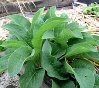 Image 1 of Dried Comfrey Leaf