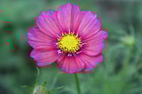Image 1 of Flower photography digital download pack of 5