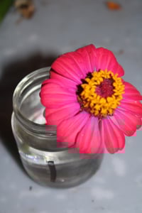 Image 2 of Flower photography digital download pack of 5