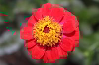 Image 3 of Flower photography digital download pack of 5