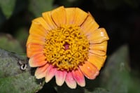 Image 4 of Flower photography digital download pack of 5