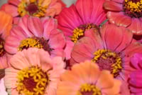 Image 1 of Zinnias gradient pinks, peach, orange