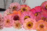 Image 2 of Zinnias gradient pinks, peach, orange