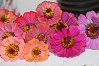 Image 3 of Zinnias gradient pinks, peach, orange