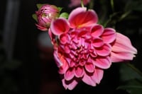 Image 1 of Night owl  floral photography