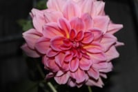Image 2 of Night owl  floral photography