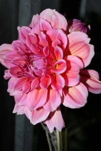 Image 3 of Night owl  floral photography