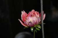 Image 5 of Night owl  floral photography