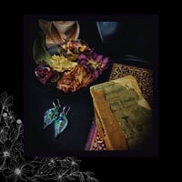 Image 2 of 🜧 Philadelphus Pavonis 🜧