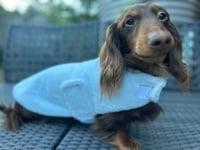 Image 2 of Baby Blue Fur Coat