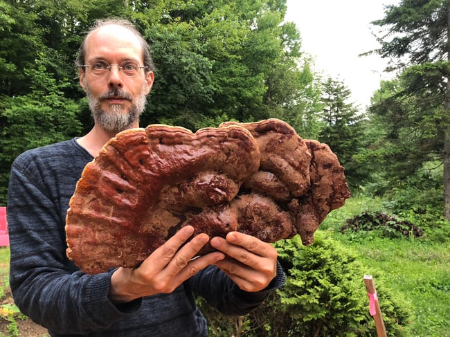 PolyporEver - Sérum Chaga