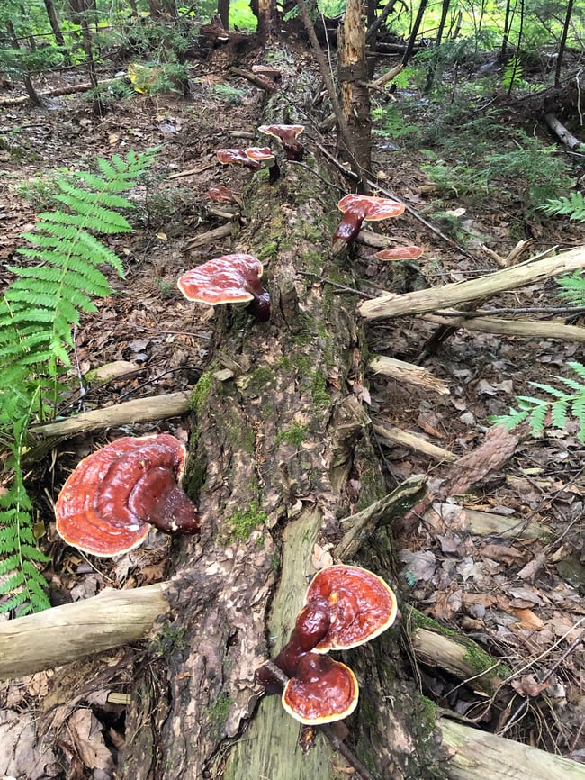 PolyporEver - Sérum Chaga