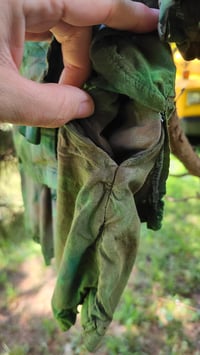 Image 5 of Evergreen