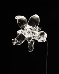 Image 1 of BUTTERFLOWER