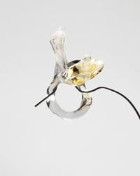 Image 1 of PERLA NOIR