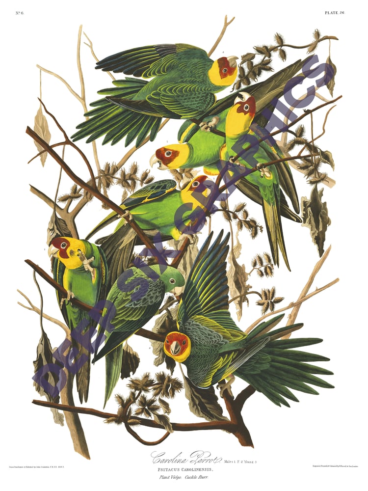 Image of Carolina Parrots