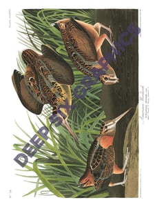 Image of Woodcock