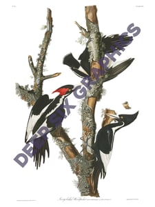 Image of Ivory Billed Woodpecker