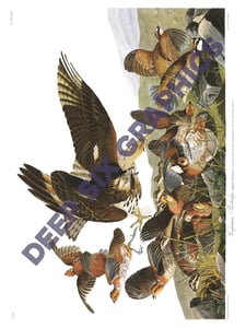 Image of Virginian Partridge AKA Bobwhite Quail