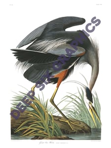 Image of Great Blue Heron