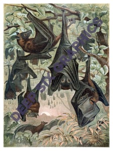 Image of Flying Foxes