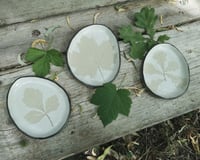 Image 1 of PETITE COUPELLE