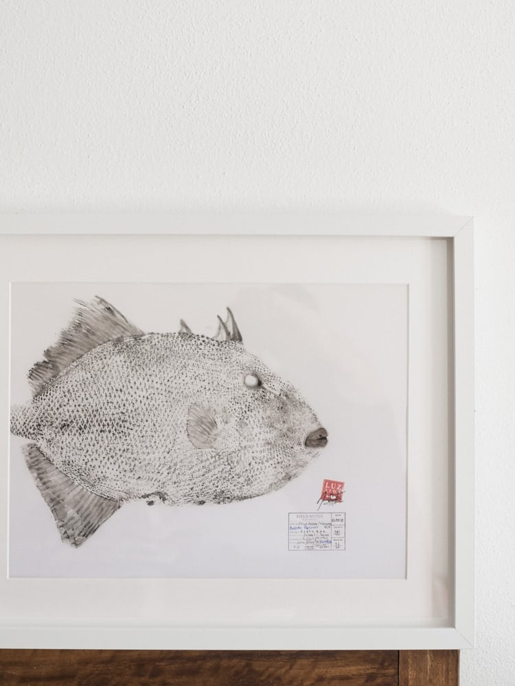 Image of Peixe-porco | Triggerfish 