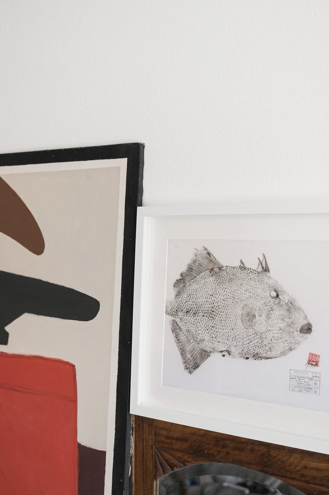 Image of Peixe-porco | Triggerfish 