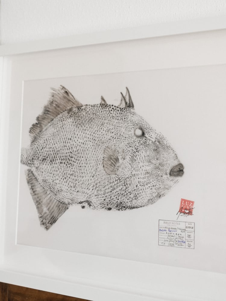 Image of Peixe-porco | Triggerfish 