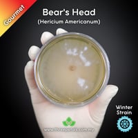 Image 1 of Bear's Head (Hericium Americanum) Live Mycelium Mushroom Culture Spawn Seed