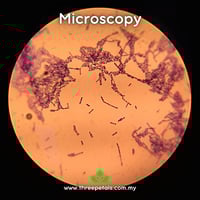 Image 2 of Gram Positive Bacteria (Bacillus Sp.) Live Mycelium Mushroom Culture Spawn