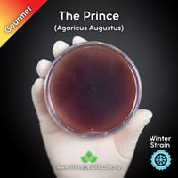 Image 1 of The Prince (Agaricus Augustus) Live Mycelium Mushroom Culture Spawn Seed