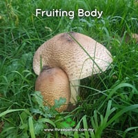 Image 2 of The Prince (Agaricus Augustus) Live Mycelium Mushroom Culture Spawn Seed