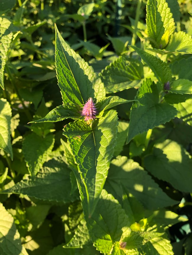 Agastache séchée