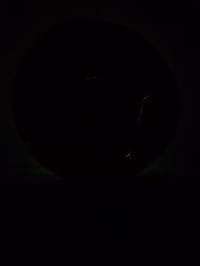 Image 3 of Shrooms tray