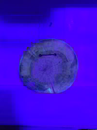 Image 6 of Pot tray