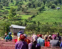 Image 2 of (New) Ethiopian Guji