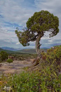 Solitary Tree on Dragon Point Trail (0018)