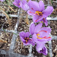 Image 2 of Saffron Milk Crates
