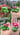 Sleepy blooming Bulbasaur figurine PRE ORDER