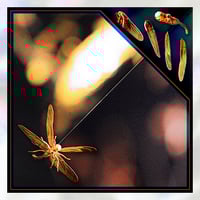 Image 1 of Icarus Burns